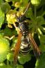Polistes sp.